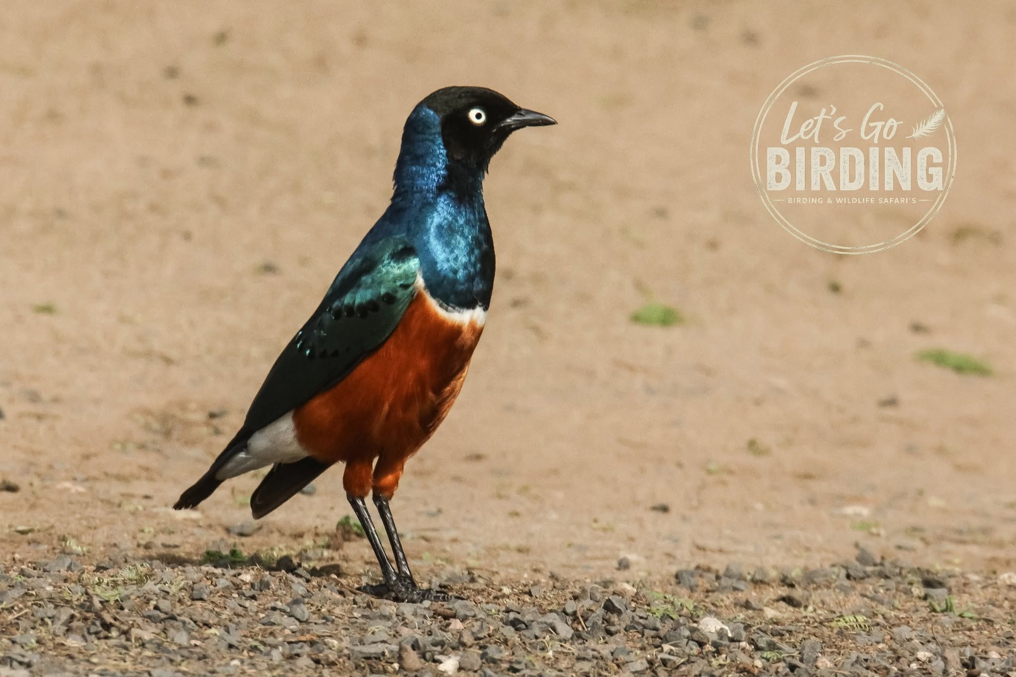 Tanzania Birding Tour with Lets go Birding