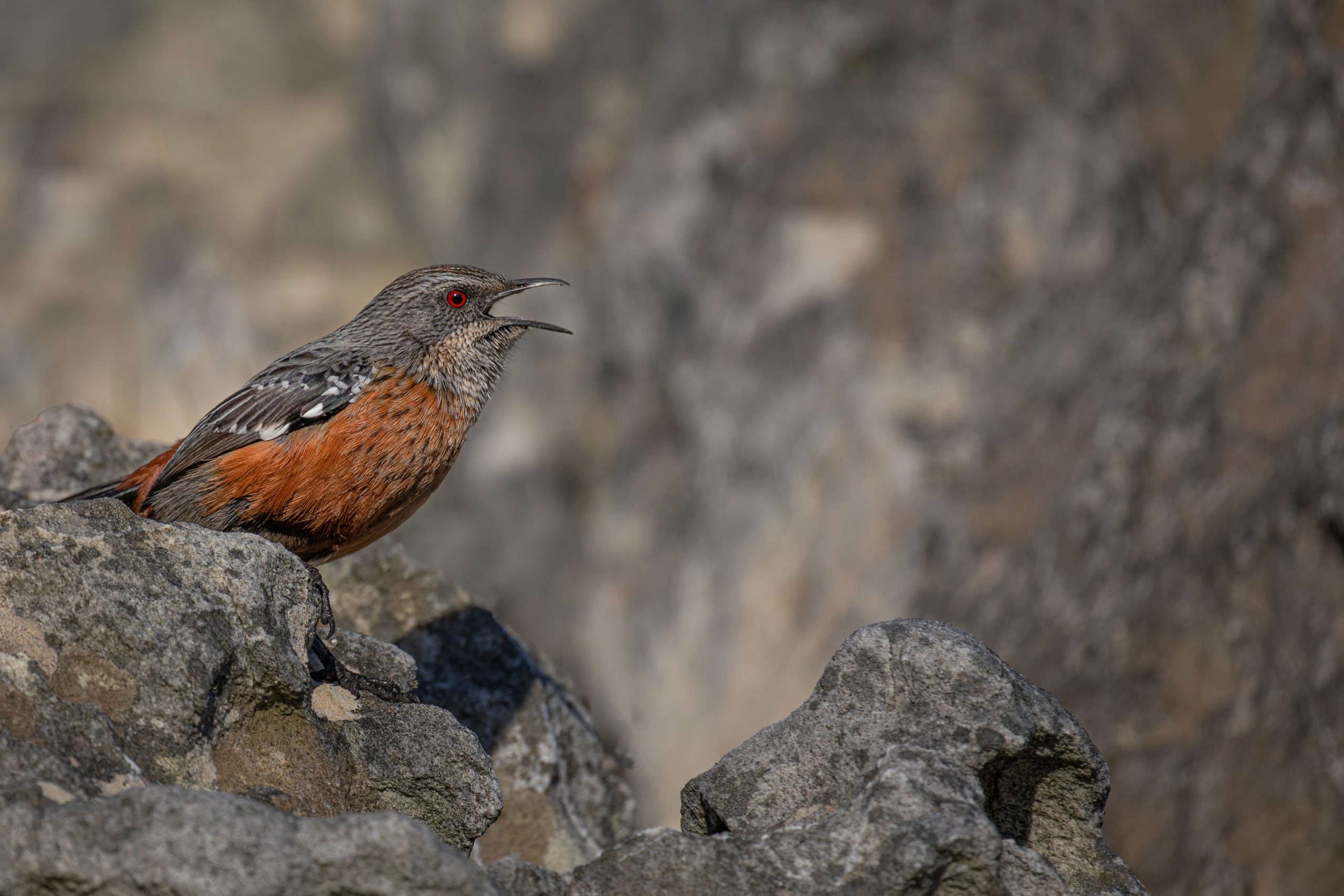 Coastal Birding, Cape Rockjumpers and Blue Cranes