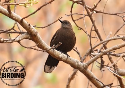 Zimbabwe Birding Tour: 11 Days | Let’s Go Birding