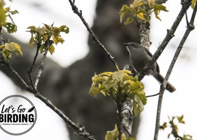Zimbabwe Birding Tour: 11 Days | Let’s Go Birding