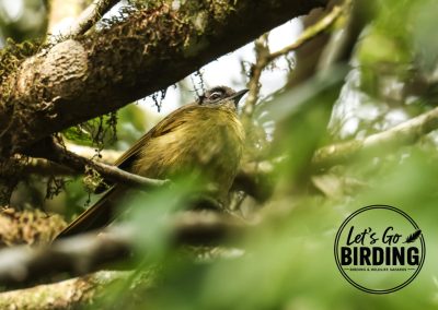 Zimbabwe Birding Tour: 11 Days | Let’s Go Birding