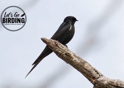 Zimbabwe Birding Tour: 11 Days | Let’s Go Birding
