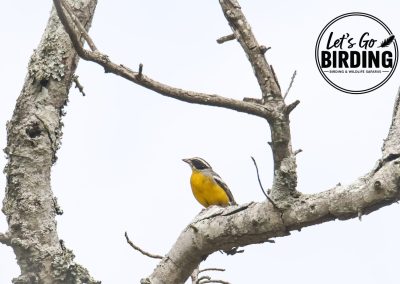 Zimbabwe Birding Tour: 11 Days | Let’s Go Birding