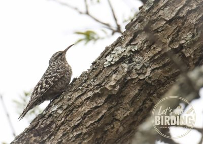 Zimbabwe Birding Tour: 11 Days | Let’s Go Birding