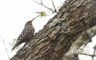 Zimbabwe Birding Tour: 11 Days | Let’s Go Birding