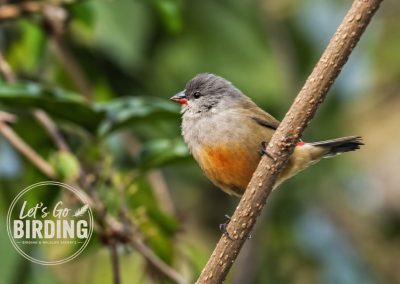 Zimbabwe Birding Tour: 11 Days | Let’s Go Birding
