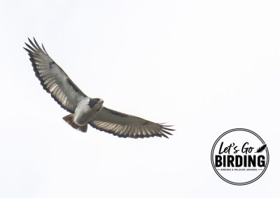Zimbabwe Birding Tour: 11 Days | Let’s Go Birding