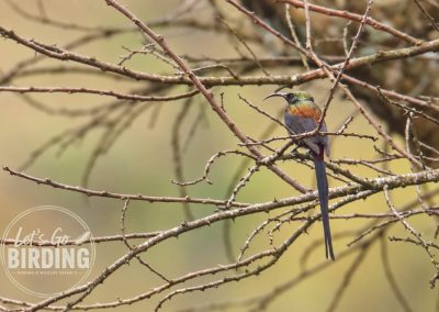 Zimbabwe Birding Tour: 11 Days | Let’s Go Birding