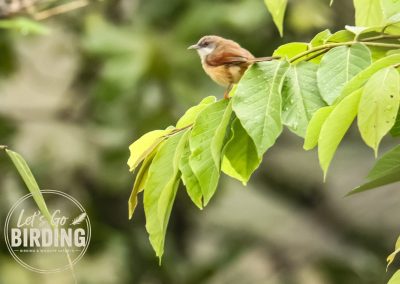 Zimbabwe Birding Tour: 11 Days | Let’s Go Birding