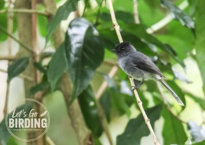 Zimbabwe Birding Tour: 11 Days | Let’s Go Birding