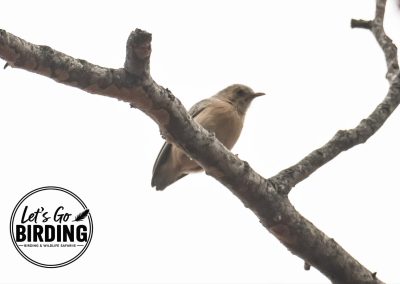 Zimbabwe Birding Tour: 11 Days | Let’s Go Birding