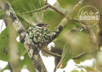 Zimbabwe Birding Tour: 11 Days | Let’s Go Birding