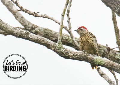 Zimbabwe Birding Tour: 11 Days | Let’s Go Birding