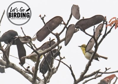 Zimbabwe Birding Tour: 11 Days | Let’s Go Birding