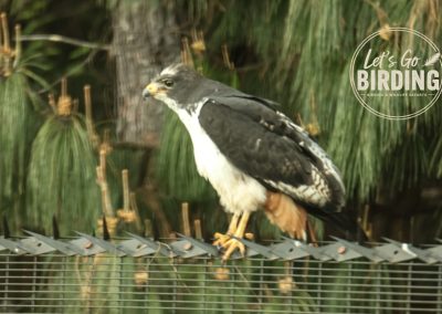 Zimbabwe Birding Tour: 11 Days | Let’s Go Birding