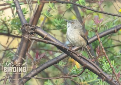 Zimbabwe Birding Tour: 11 Days | Let’s Go Birding
