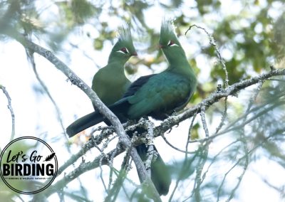 Zimbabwe Birding Tour: 11 Days | Let’s Go Birding