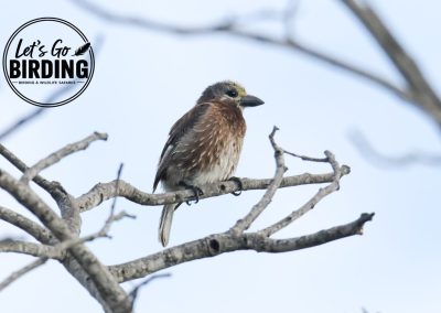 Zimbabwe Birding Tour: 11 Days | Let’s Go Birding