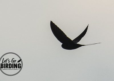 Zimbabwe Birding Tour: 11 Days | Let’s Go Birding